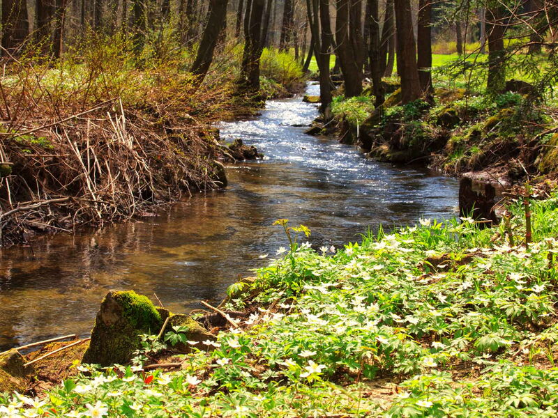 Buschwindröschen im Bielatal